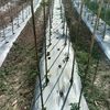 petani.muda1231