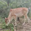 m.alpa.tanjung