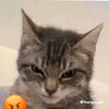 rensalpadorr7