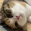 linhchiflexible