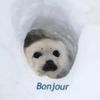 luhgoatedseal