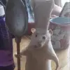 luffyskibidi188