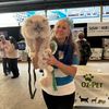 xtrfluffy.ragdoll