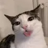 naxbizniz