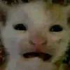 reiv_qur