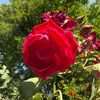 juba_1525