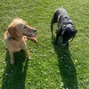 livelikedogs1