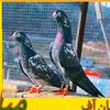 ismail.mili.ismai