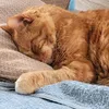 lottiemilkshake_8