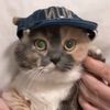 猫不易cat