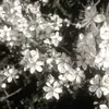 obrigashka_346