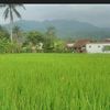 ahmadmuliana650