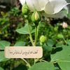 hadeelkhalid4