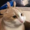 yaebobo_