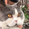 hus.paw1225