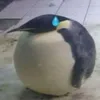 canhcut12345678