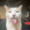 _mxrlon17_