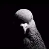 thepigeonofthegovernment