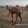 housaine.mouhamma