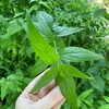 Cây Xương Khỉ