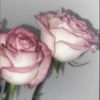 ghalyah_f
