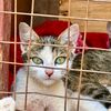 comfortstraycatsrescue