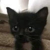 kitten.profile0