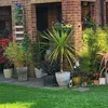 plantlicious3