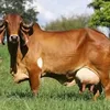 antoniofrancis6128