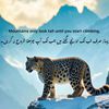 shom815