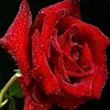 alnoorwce08