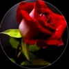 user5768503609185