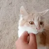 felpz123