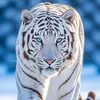 ahmad.alabad5