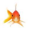 freakyfishsticks