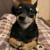 doggolover60