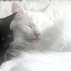 emmaa_2.19