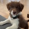 bordercollie.lyla