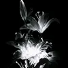 nxt_4.u