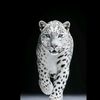 bathie_m41