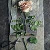 deadrosesccry