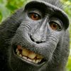 bigblackmonkey378