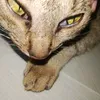 rawrry_i