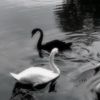 ll_257
