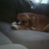 ilovemydog1461