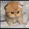 snuggleayu30