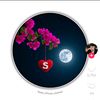 shahid.noul49