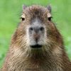 capibara4060