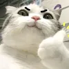 llaccey_