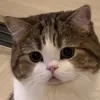lyliorchidia_
